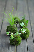 Kokedama: Plants in moss balls on the garden table