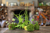 Kokedama: plants on moss balls on table
