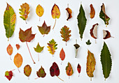 Multi-coloured autumn leaves on white surface