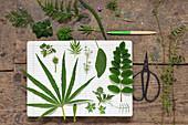 Various green leaves (geranium, fern, hellebore, salvia) lying on schoolbook