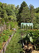 Beds of vegetables and summer flowers in organic garden with greenhouse surrounded by woodland