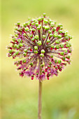 Allium seed head