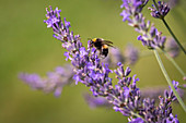 Bumblebee on lavender