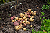 Kartoffelernte im Schrebergarten