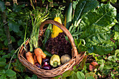 Vegetable harvesting in an allotment garden