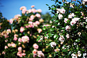 Flowering shrub rose in garden