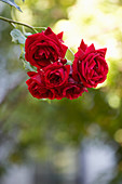 Red climbing rose