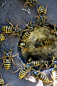 Wasps nesting in bird nesting box