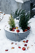 Zinkwanne mit Koniferen und Äpfeln im Schnee