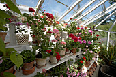Flowering geraniums in greenhouse