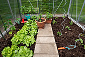 Gewächshaus mit Salat, Gurkenpflanzen und Tomaten-Jungpflanzen mit Spiralstäben