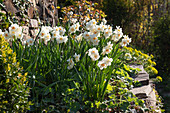 Flowering daffodils 'Bridal Crown' in the hillside garden, terraced with dry stone walls
