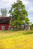 Blumenwiese mit gelben Blüten, im Hintergrund rot-braunes Holzhaus