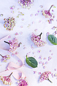Hydrangea flowers, leaves and ribbon