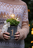Woman holding potted hebe with sparkler