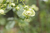 Floribunda rose 'Lovely green'