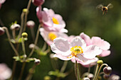 Bee approaching autumn anemone