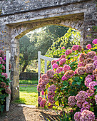 Pink hydrangeas at the walled gate of the courtyard