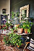 Houseplants against green-painted wood panelling in hall