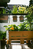 Rollbarer Holzkasten mit Gemüsepflanzen auf dem Balkon