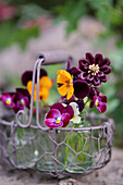 Mini bouquet of horned violets and columbine in small glass bottle in wire basket
