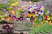 Small bottles with horned violet flowers in wire basket