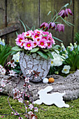 Pink primrose in an egg-shaped pot, behind it checkerboard flower, grape hyacinths and horned violets, branch of cherry plum blossoms, Easter bunny and Easter eggs