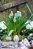 Arrangement of grape hyacinths in moss decorated with quail eggs and bark