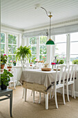 Dining table with chairs, houseplants and potted geraniums in conservatory