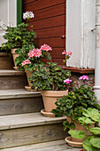 Potted geraniums on wooden steps