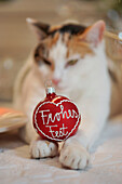 Cat with Christmas bauble