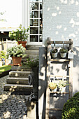 Hydrangeas in planters on steps leading to entrance