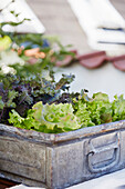 Lettuce plants growing in vintage shipping crate