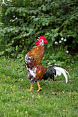 Crowing rooster in garden