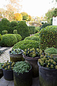 Plants in pots next to privet hedge and boxwood balls