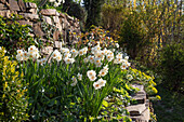 Blühende Narzissen im Terrassengarten