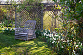 Wicker chair in front of flowering daffodil bed (Narcissus)
