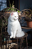 White cat on metal chair in garden