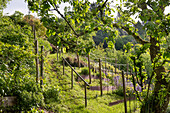 Vineyard with young vines and underplanting