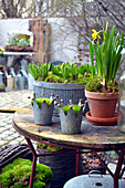 Spring awakening with daffodils, hyacinths and moss in zinc coronet