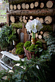 White amaryllis with moss in a basket, spruce twigs and wooden board