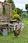 Herbstliches Arrangement im Garten mit Herbstchrysantheme im Holzkasten, Korb mit frisch gepflückten Äpfeln und Hühnern