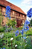 Cottage garden with flowering delphinium