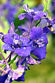 Delphinium flowers with water drops