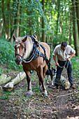 Mann mit Pferd bei der Sicherung eines gefällten Baumes mit Kette