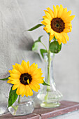 Sunflowers in glass vases