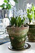 Hyacinths in terracotta pots
