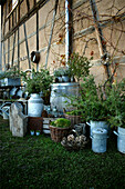 Zinc pots and juniper branches against barn wall in garden