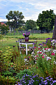 Asters in a bed, rustic garden table on the lawn