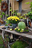 Rustikale Herbstdeko mit Kürbis und Moos auf dem Gartentisch